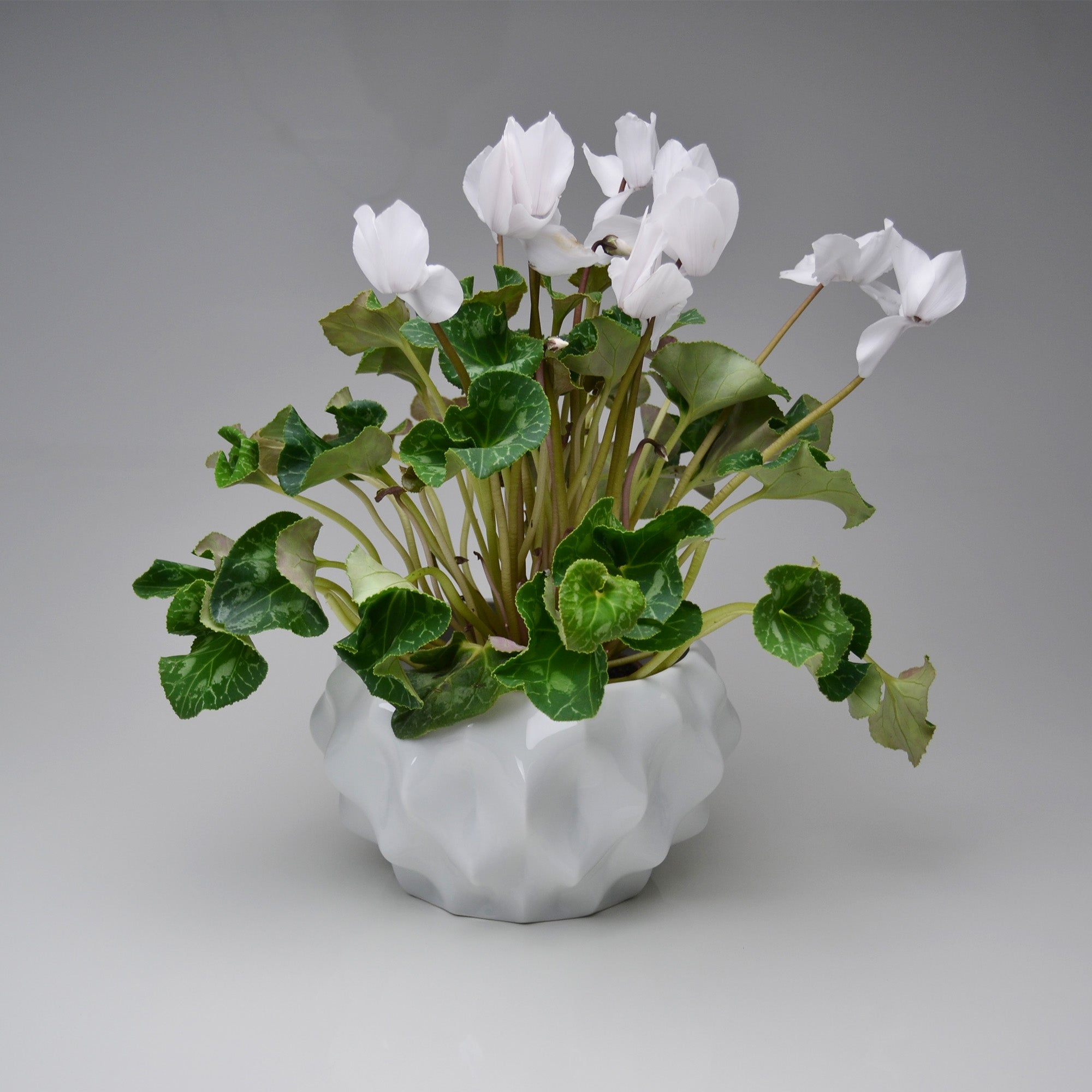 Plissan G Porcelain Pot (h15 cm) - Holaria